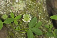 Buffalo Clover, Trifolium reflexum