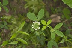 Buffalo Clover, Trifolium reflexum