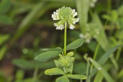 Buffalo Clover, Trifolium reflexum