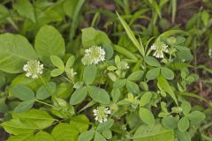 Buffalo Clover, Trifolium reflexum