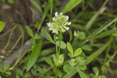 Buffalo Clover, Trifolium reflexum