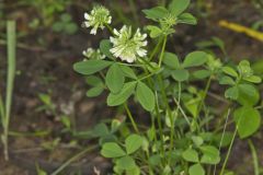 Buffalo Clover, Trifolium reflexum