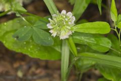 Buffalo Clover, Trifolium reflexum