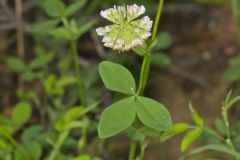 Buffalo Clover, Trifolium reflexum