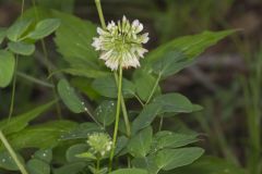 Buffalo Clover, Trifolium reflexum