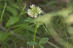 Buffalo Clover, Trifolium reflexum