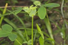 Buffalo Clover, Trifolium reflexum