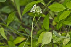 Buffalo Clover, Trifolium reflexum