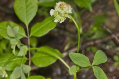 Buffalo Clover, Trifolium reflexum