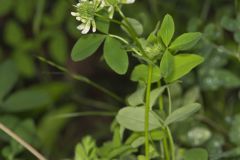 Buffalo Clover, Trifolium reflexum