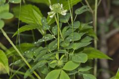 Buffalo Clover, Trifolium reflexum