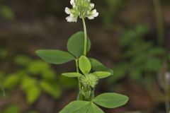 Buffalo Clover, Trifolium reflexum