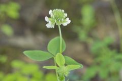 Buffalo Clover, Trifolium reflexum