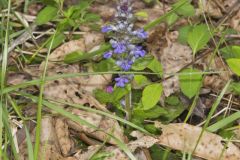 Bugleweed, Ajuga reptans