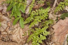 Bulblet Bladder Fern, Cystopteris bulbifera