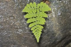 Bulblet Bladder Fern, Cystopteris bulbifera