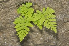 Bulblet Bladder Fern, Cystopteris bulbifera