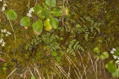 Bulblet Bladder Fern, Cystopteris bulbifera