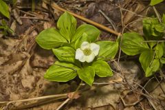 Bunchberry, Cornus canadensis