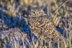 Burrowing Owl, Athene cunicularia