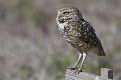 Burrowing Owl, Athene cunicularia