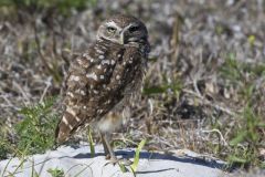 Burrowing Owl, Athene cunicularia