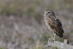 Burrowing Owl, Athene cunicularia