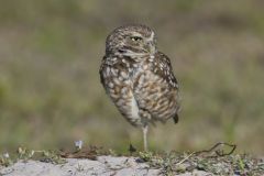 Burrowing Owl, Athene cunicularia