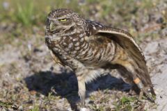 Burrowing Owl, Athene cunicularia