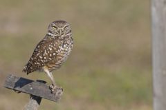 Burrowing Owl, Athene cunicularia