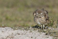 Burrowing Owl, Athene cunicularia