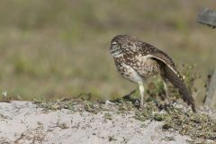 Burrowing Owl, Athene cunicularia