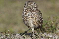 Burrowing Owl, Athene cunicularia