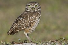 Burrowing Owl, Athene cunicularia