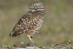 Burrowing Owl, Athene cunicularia