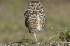 Burrowing Owl, Athene cunicularia