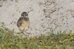 Burrowing Owl, Athene cunicularia