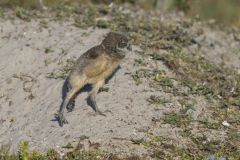 Burrowing Owl, Athene cunicularia