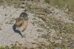 Burrowing Owl, Athene cunicularia