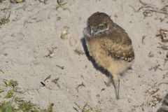 Burrowing Owl, Athene cunicularia