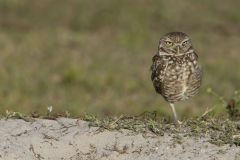 Burrowing Owl, Athene cunicularia