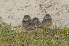 Burrowing Owl, Athene cunicularia