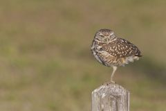 Burrowing Owl, Athene cunicularia