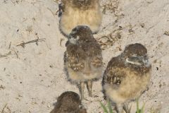 Burrowing Owl, Athene cunicularia