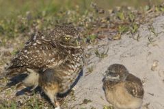 Burrowing Owl, Athene cunicularia