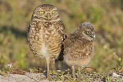 Burrowing Owl, Athene cunicularia