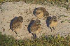 Burrowing Owl, Athene cunicularia