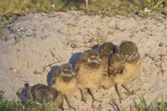 Burrowing Owl, Athene cunicularia