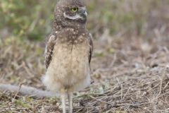 Burrowing Owl, Athene cunicularia