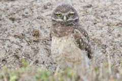 Burrowing Owl, Athene cunicularia